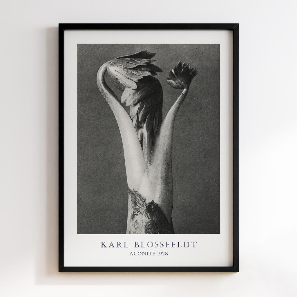 Постер Карл Блоссфельдт (Karl Blossfeldt) KB08