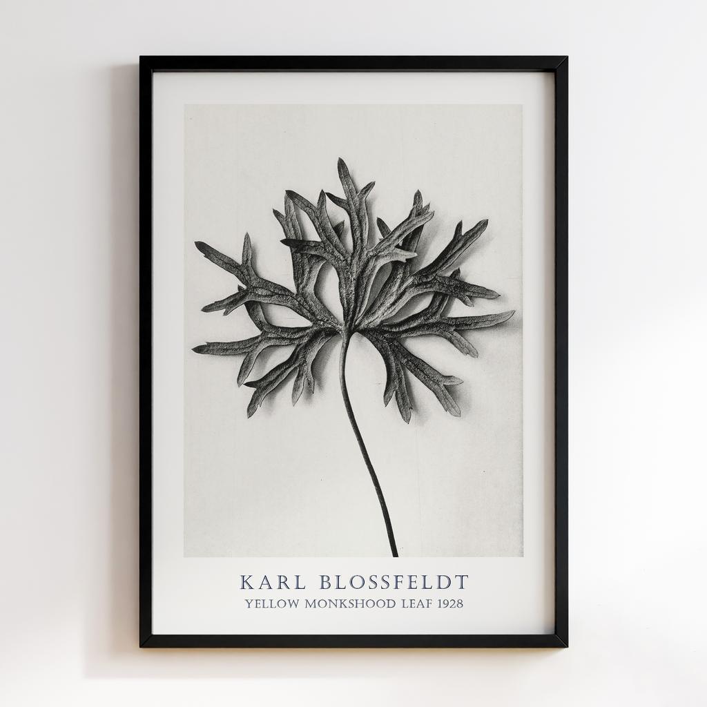 Постер Карл Блоссфельдт (Karl Blossfeldt) KB09