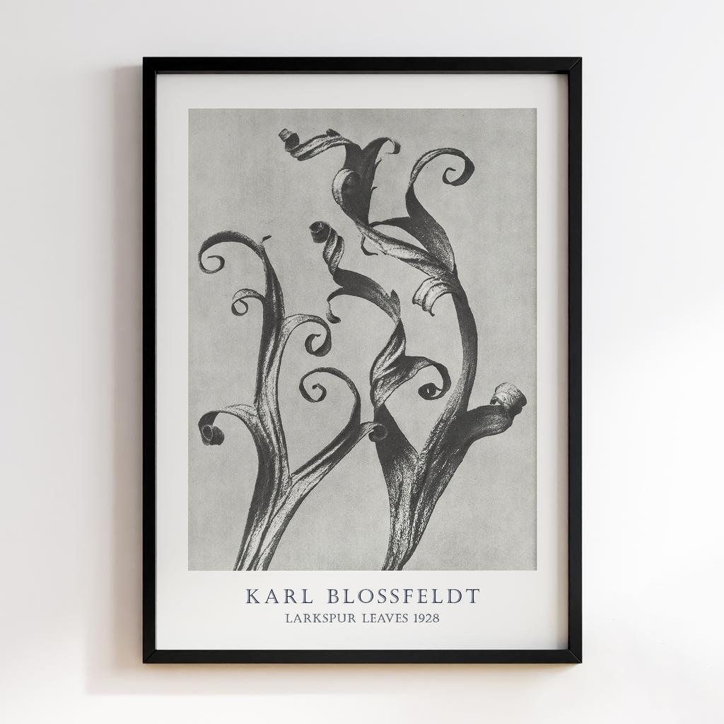 Постер Карл Блоссфельдт (Karl Blossfeldt) KB10