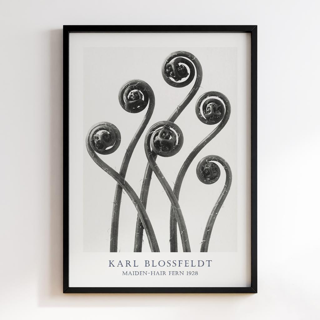 Постер Карл Блоссфельдт (Karl Blossfeldt) KB11
