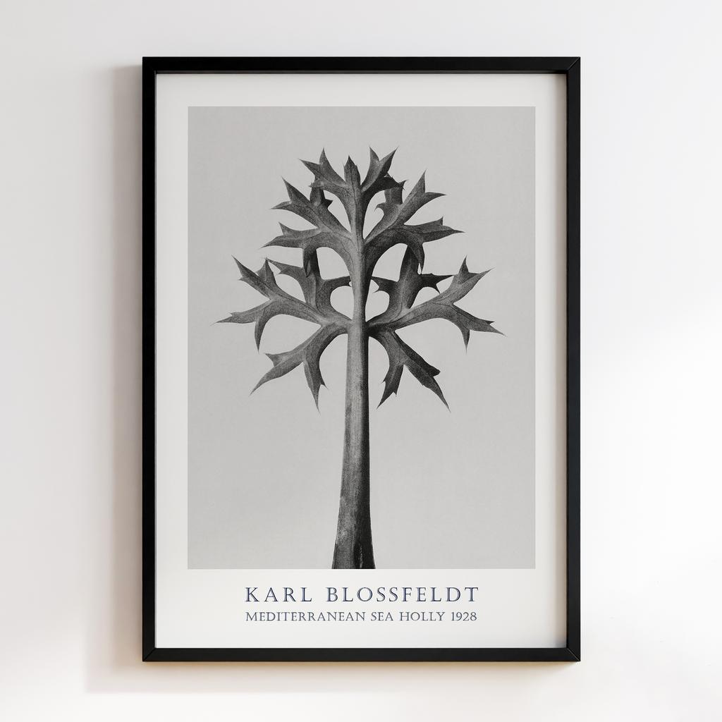 Постер Карл Блоссфельдт (Karl Blossfeldt) KB12