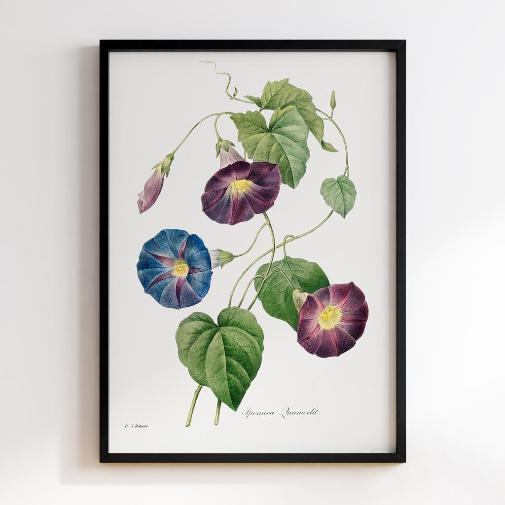 Постер П`єр-Жозеф Редуте (Pierre-Joseph Redoute) PJR01