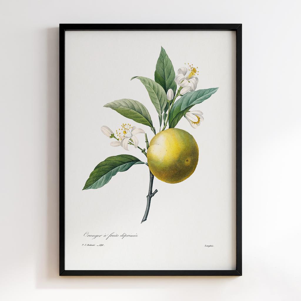 Постер П`єр-Жозеф Редуте (Pierre-Joseph Redoute) PJR02