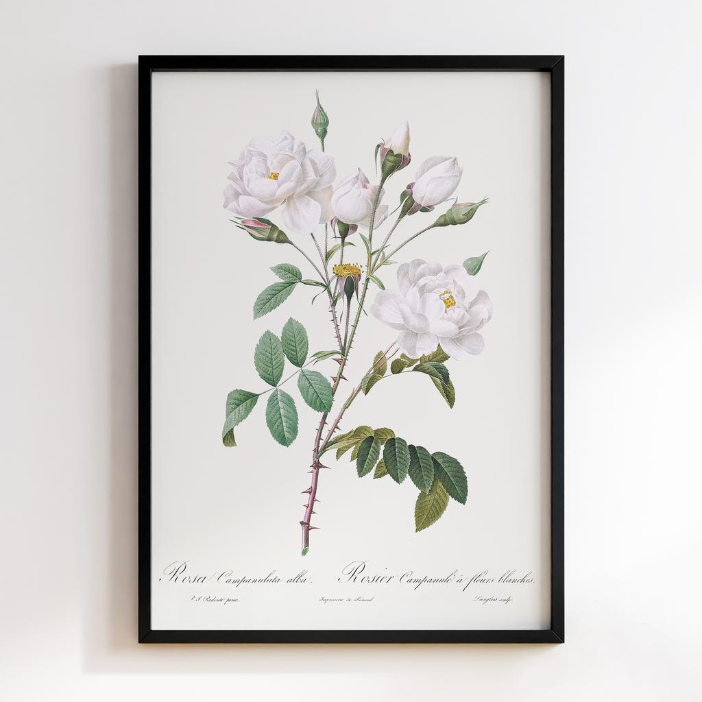 Постер П`єр-Жозеф Редуте (Pierre-Joseph Redoute) PJR03