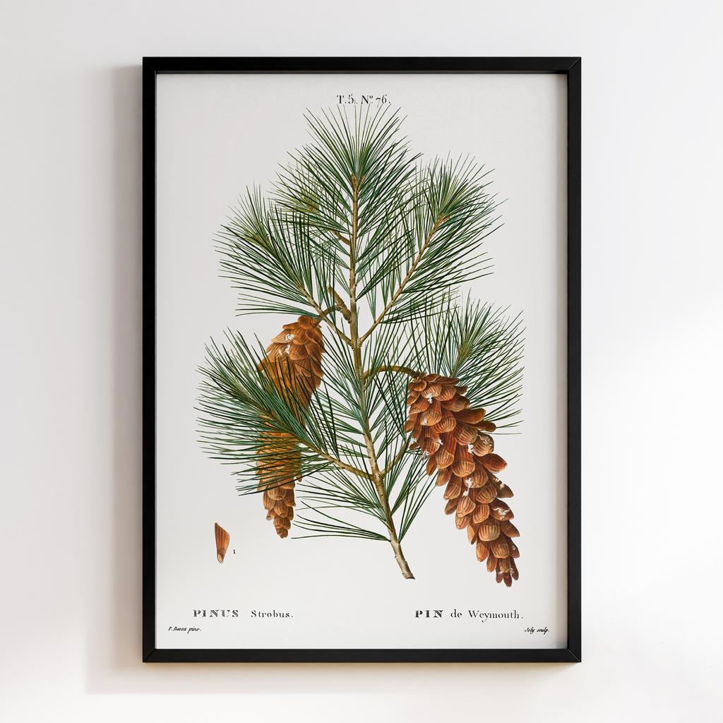 Постер П`єр-Жозеф Редуте (Pierre-Joseph Redoute) PJR04