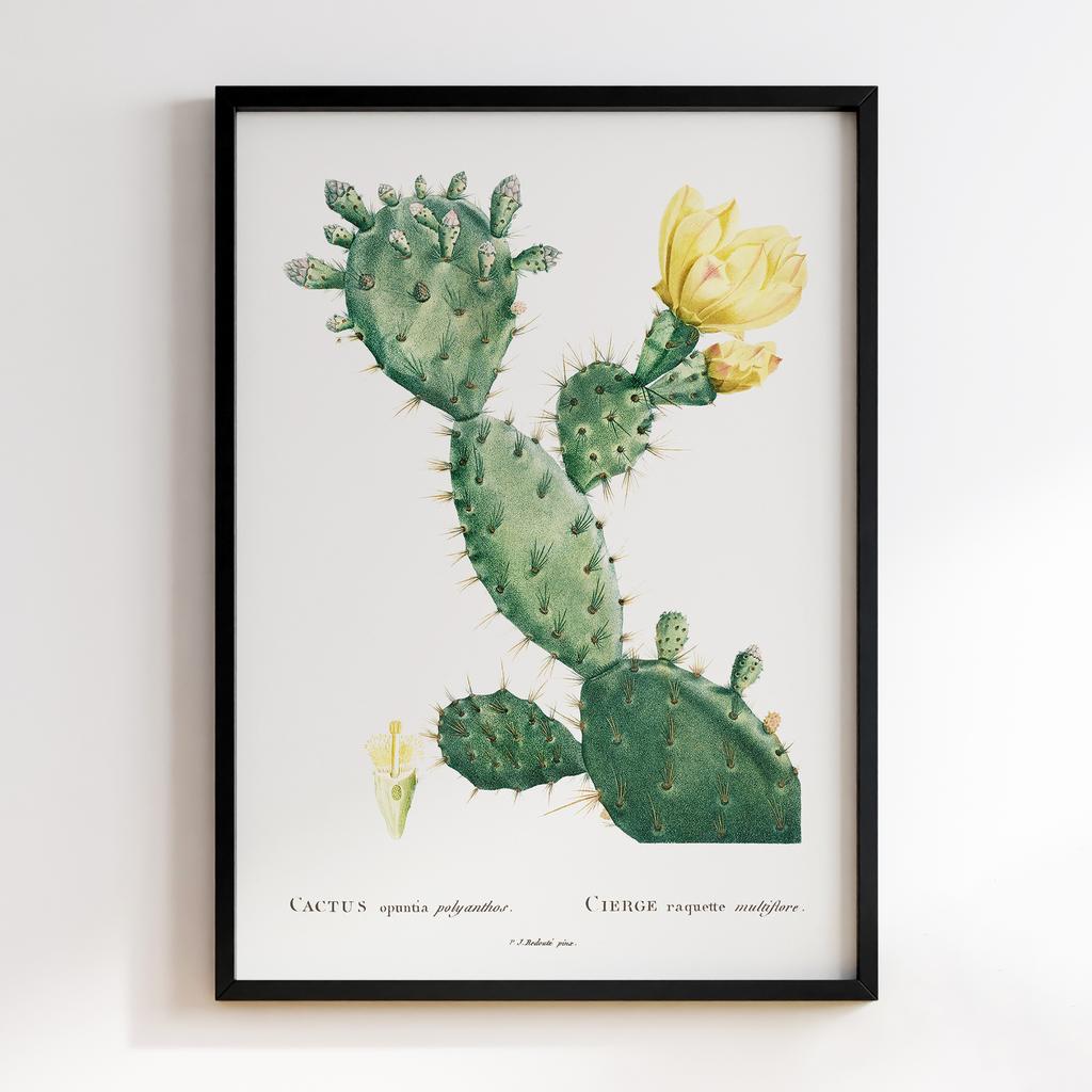 Постер П`єр-Жозеф Редуте (Pierre-Joseph Redoute) PJR05