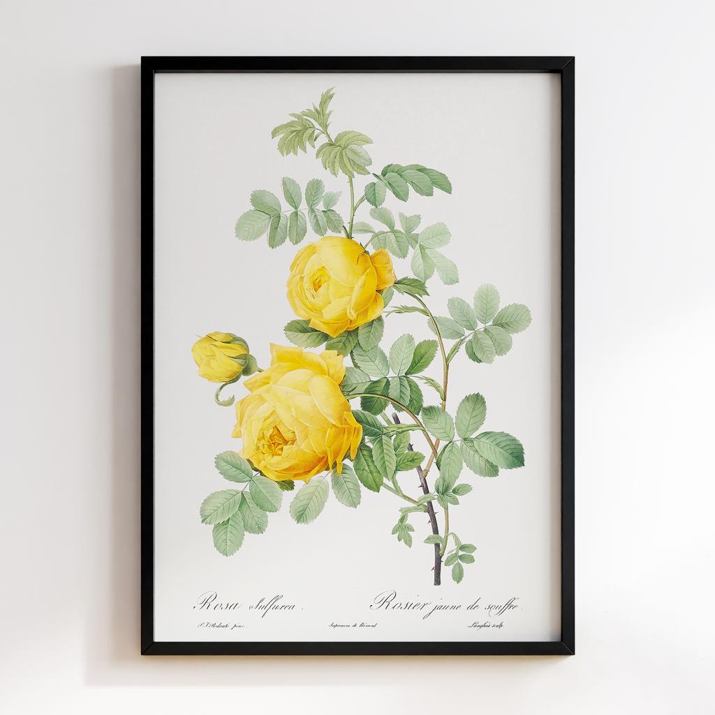 Постер П`єр-Жозеф Редуте (Pierre-Joseph Redoute) PJR06