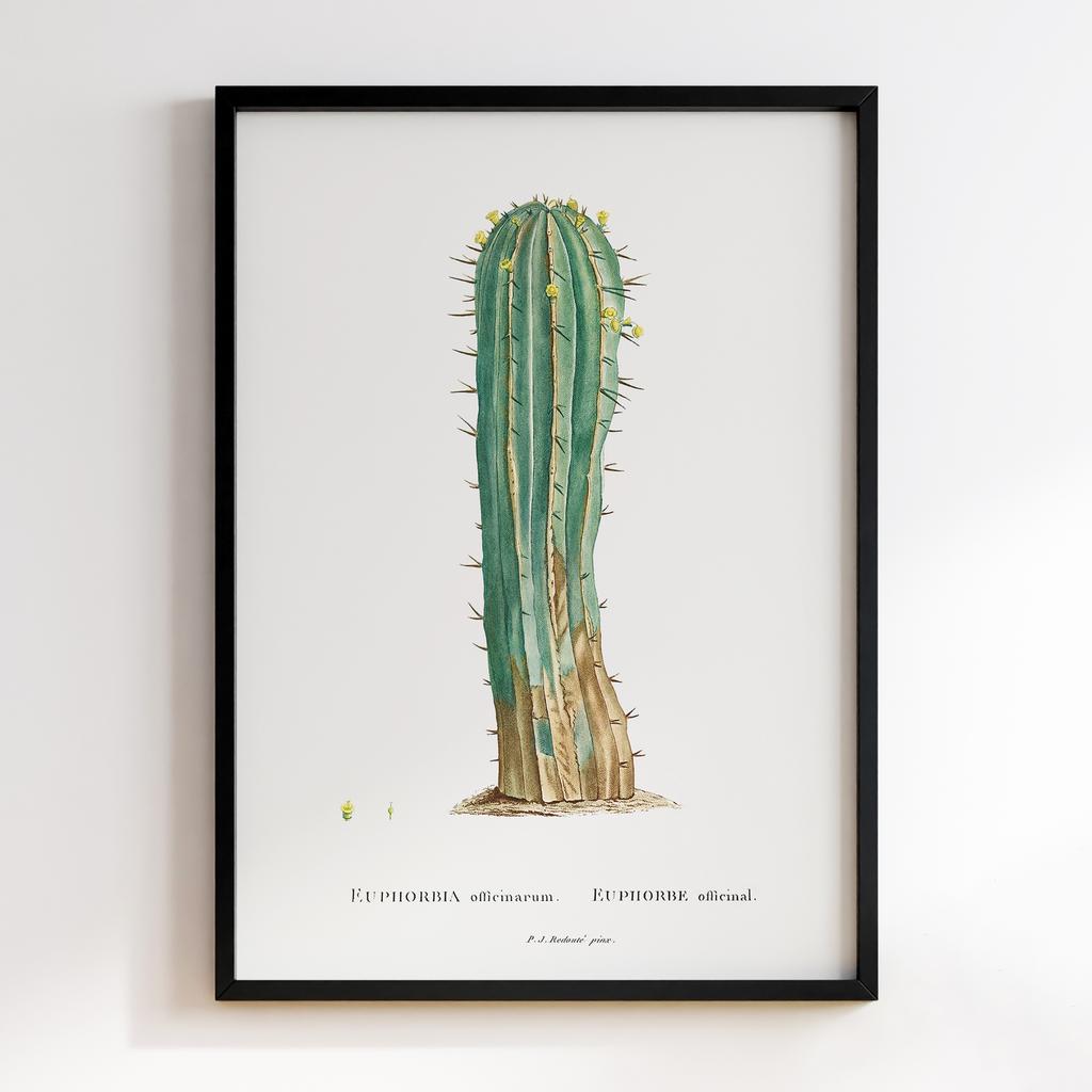 Постер П`єр-Жозеф Редуте (Pierre-Joseph Redoute) PJR07