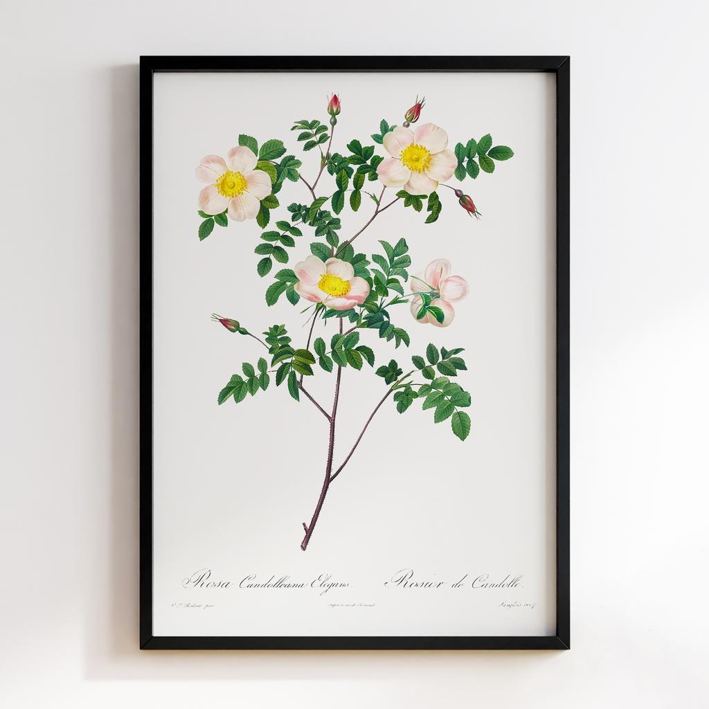 Постер П`єр-Жозеф Редуте (Pierre-Joseph Redoute) PJR08