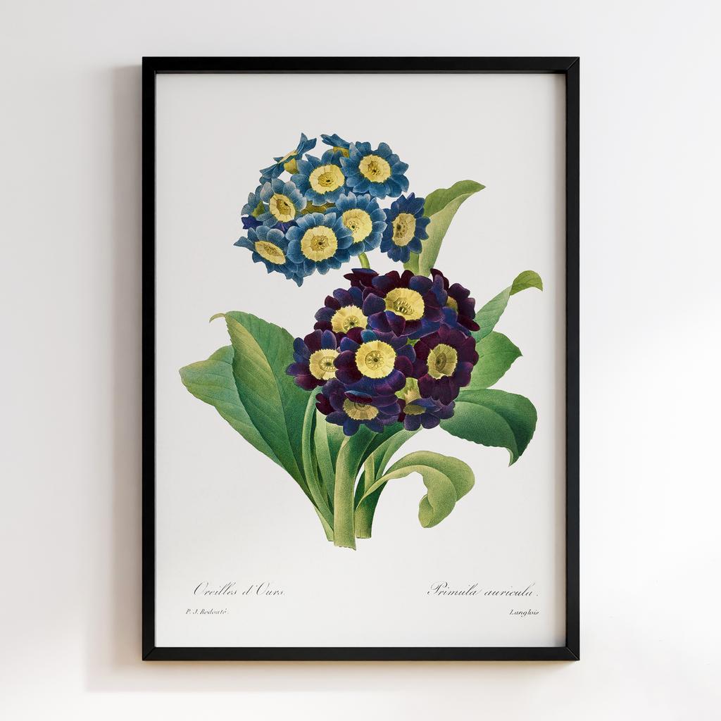 Постер П`єр-Жозеф Редуте (Pierre-Joseph Redoute) PJR09