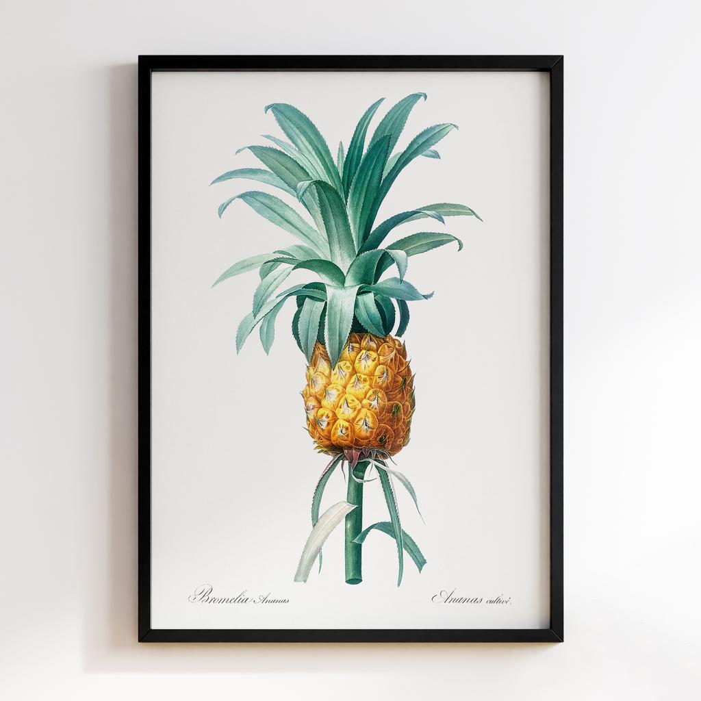 Постер П`єр-Жозеф Редуте (Pierre-Joseph Redoute) PJR10