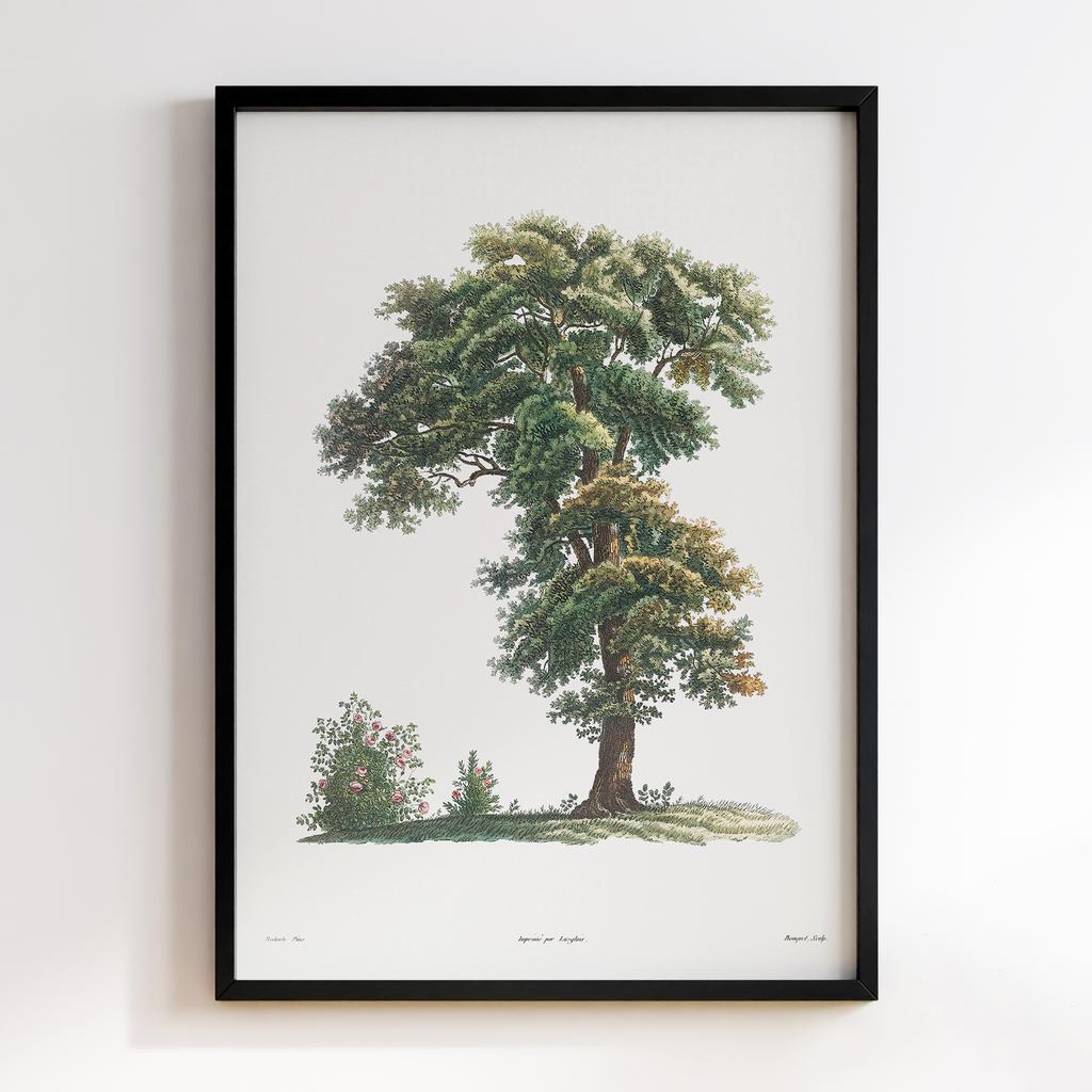 Постер П`єр-Жозеф Редуте (Pierre-Joseph Redoute) PJR11