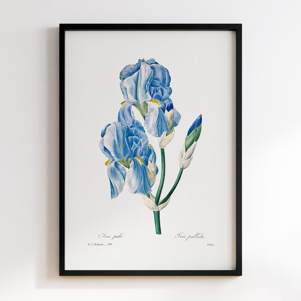 Постер П`єр-Жозеф Редуте (Pierre-Joseph Redoute) PJR12