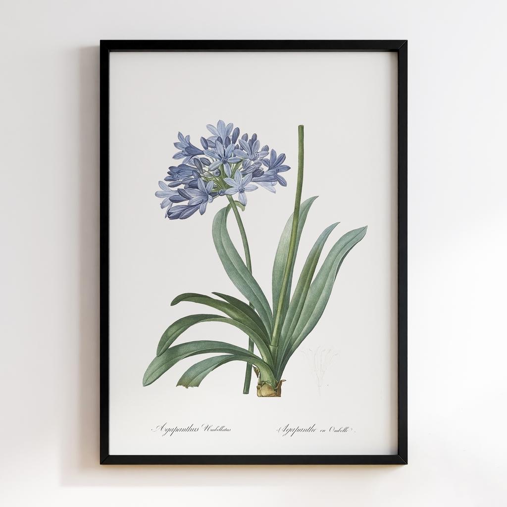 Постер Ботаніка BQ05