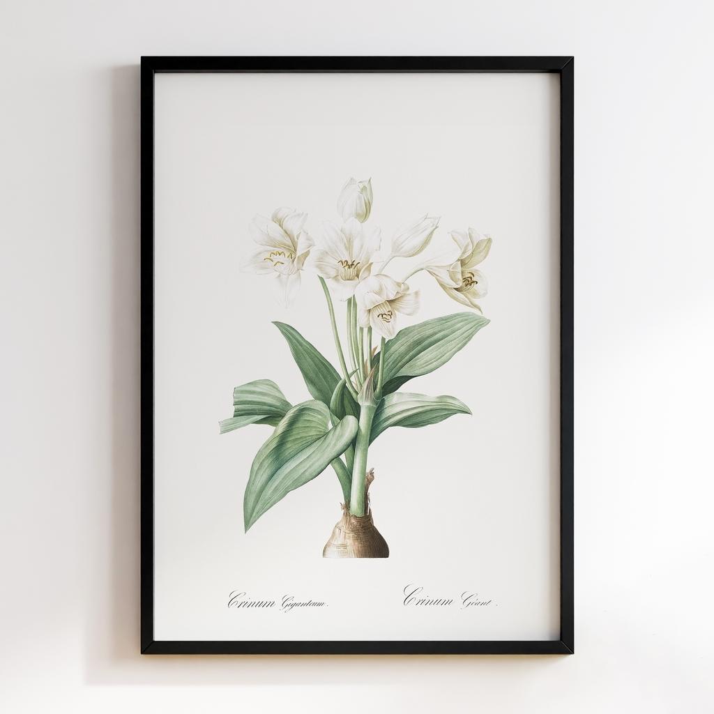 Постер Ботаніка BQ06