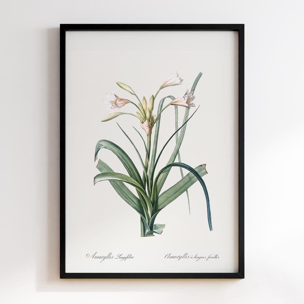 Постер Ботаніка BQ08