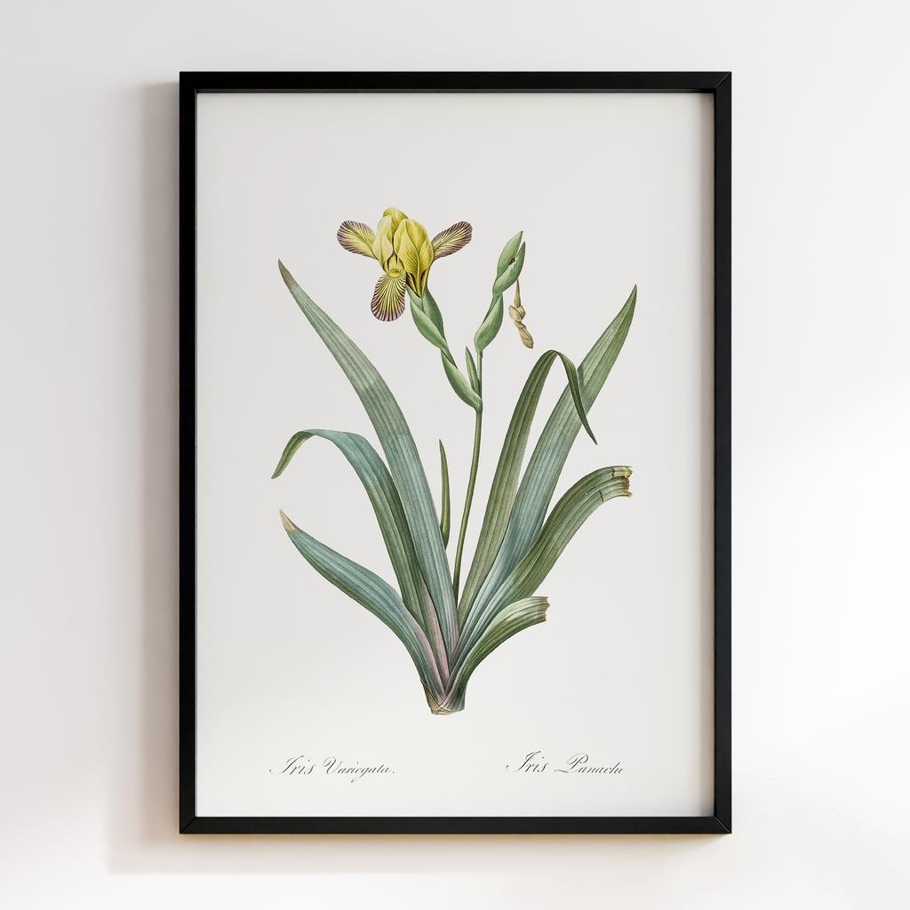 Постер Ботаніка BQ09