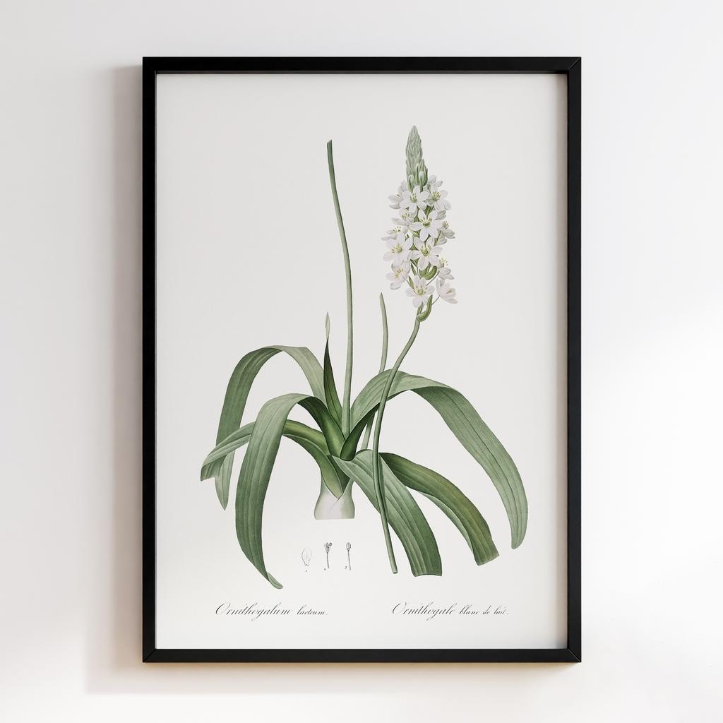 Постер Ботаніка BQ10