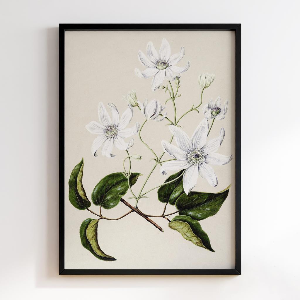 Постер Ботаніка BQ11