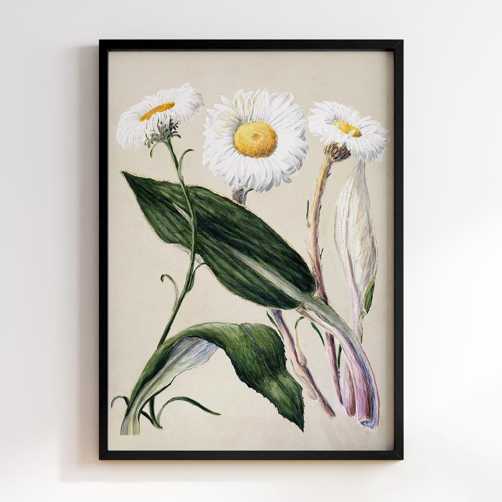 Постер Ботаніка BQ12