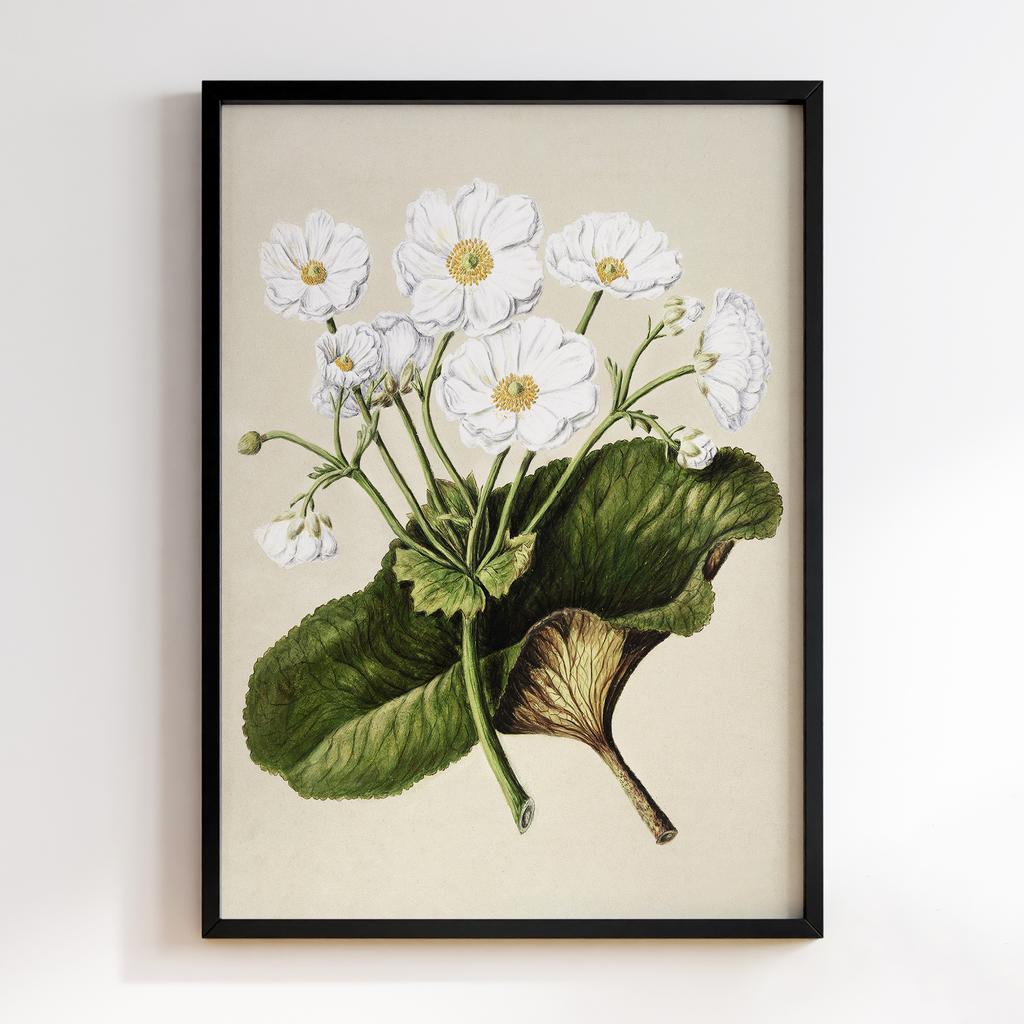 Постер Ботаніка BQ13