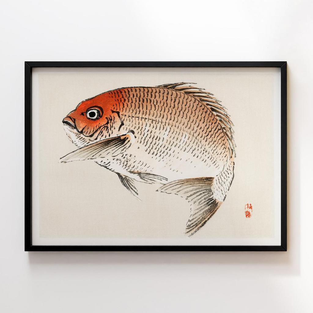 Постер Kono Bairei Tai (Red Seabream) fish #2