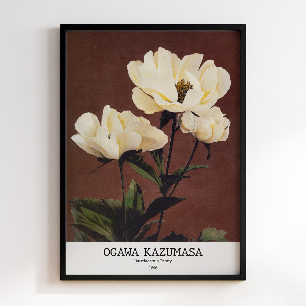 Постер Ogawa Kazumasa Hærdaceous Peony #01