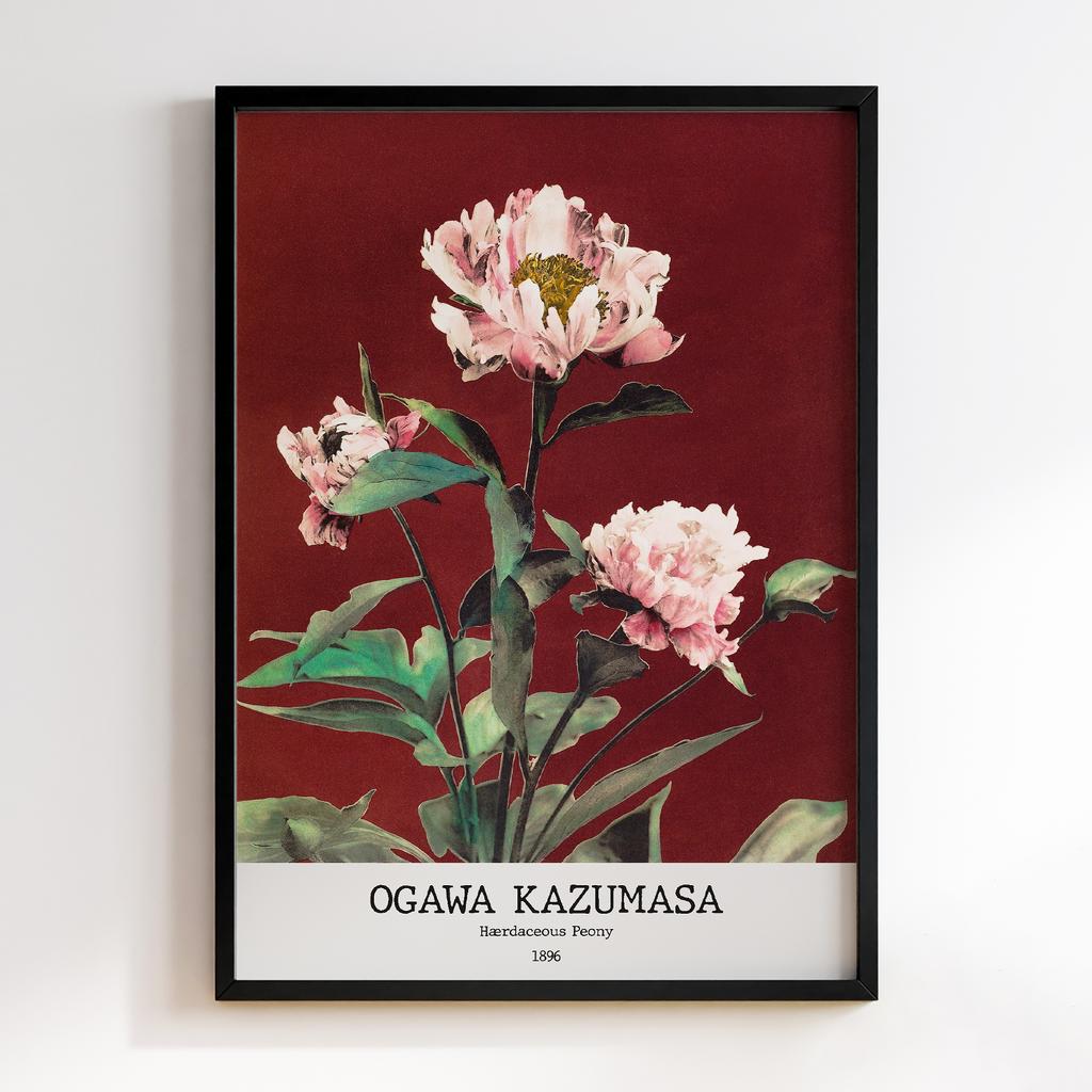 Постер Ogawa Kazumasa Hærdaceous Peony
