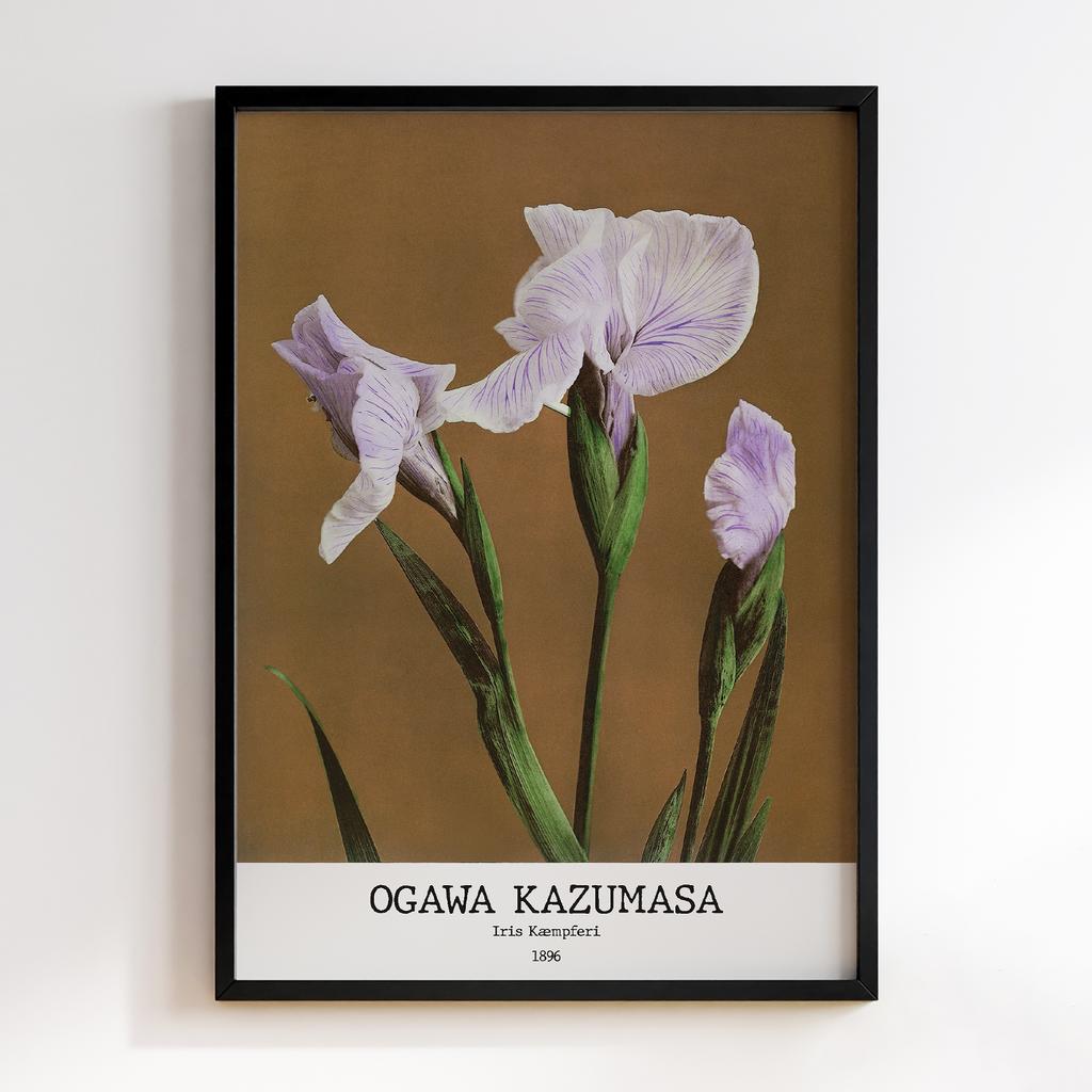 Постер Ogawa Kazumasa Iris Kæmpferi #01