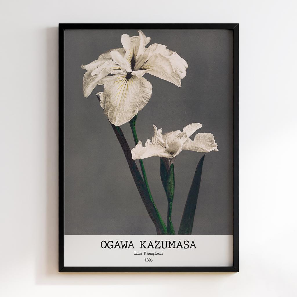 Постер Ogawa Kazumasa Iris Kæmpferi #02