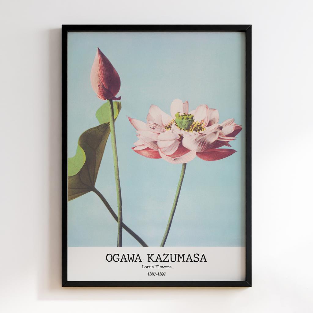 Постер Ogawa Kazumasa Lotus Flowers