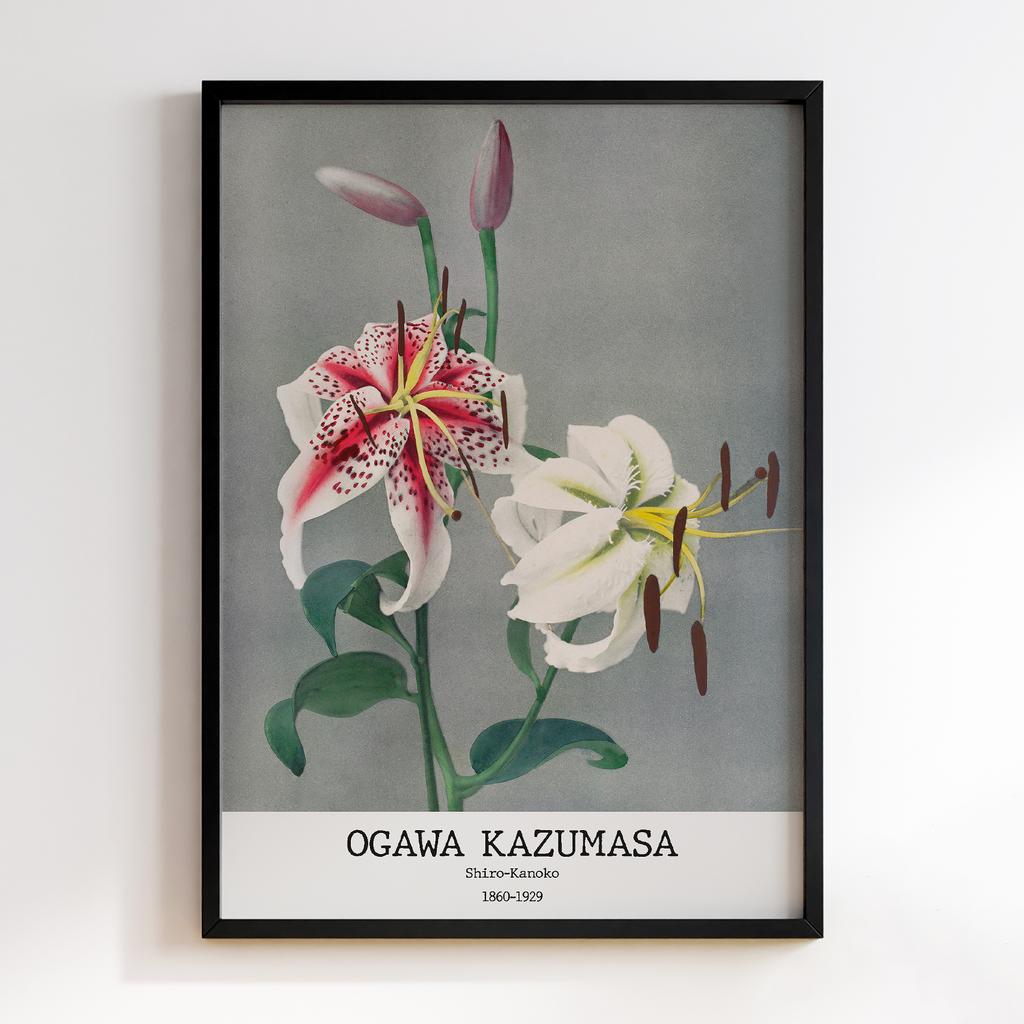 Постер Ogawa Kazumasa Shiro-Kanoko