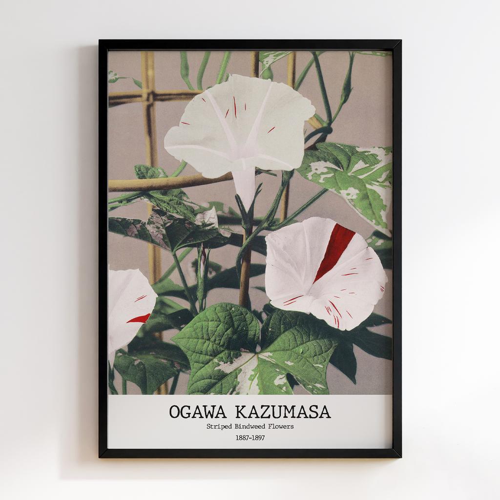 Постер Ogawa Kazumasa Striped Bindweed Flowers