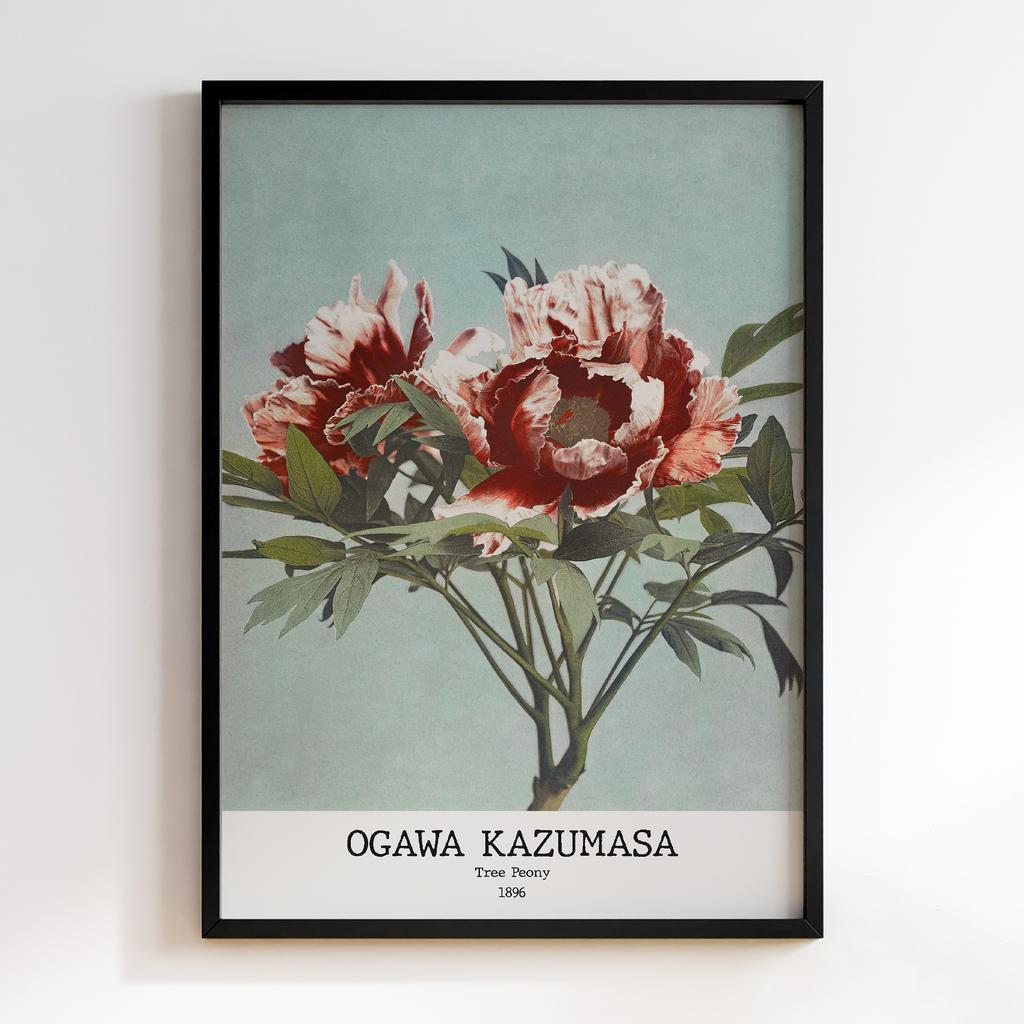 Постер Ogawa Kazumasa Tree Peony 01