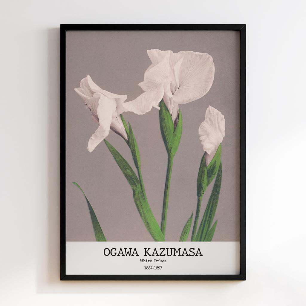 Постер Ogawa Kazumasa White Irises