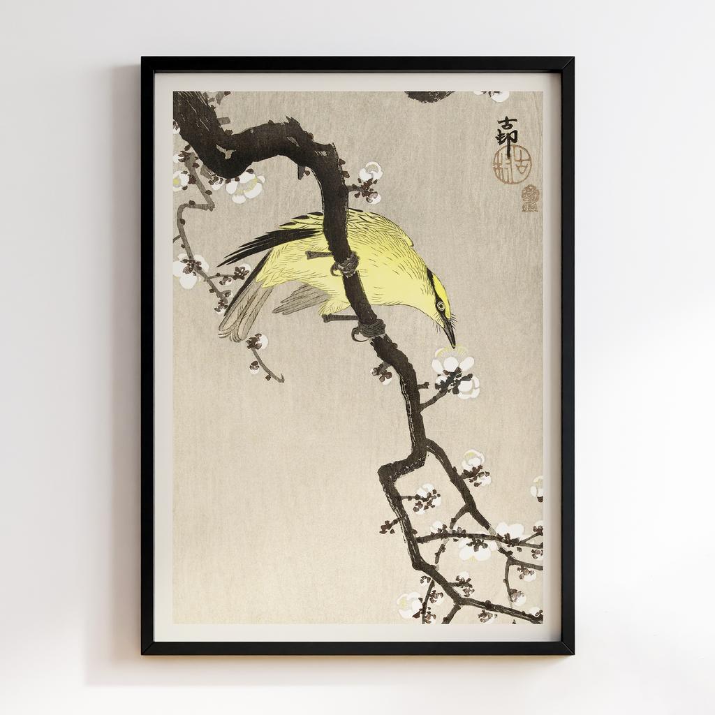Постер Chinese oriole on plum blossom branch (1900 - 1910) by Ohara Koson (1877-1945)