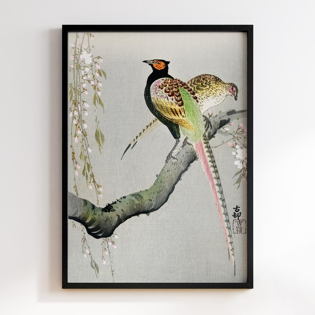 Постер Couple pheasants and cherry blossom (1900 - 1936) by Ohara Koson (1877-1945)