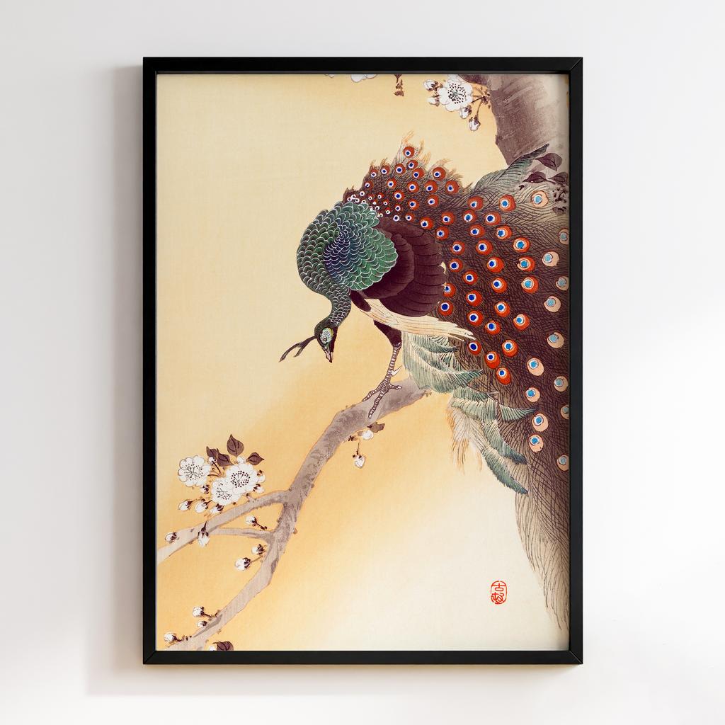 Постер Peacock on a cherry blossom tree (1900-1930) by Ohara Koson (1877-1945)