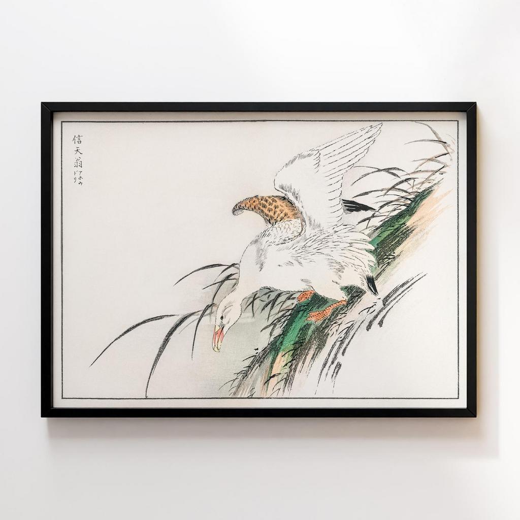 Постер Albatross illustration by Numata Kashu