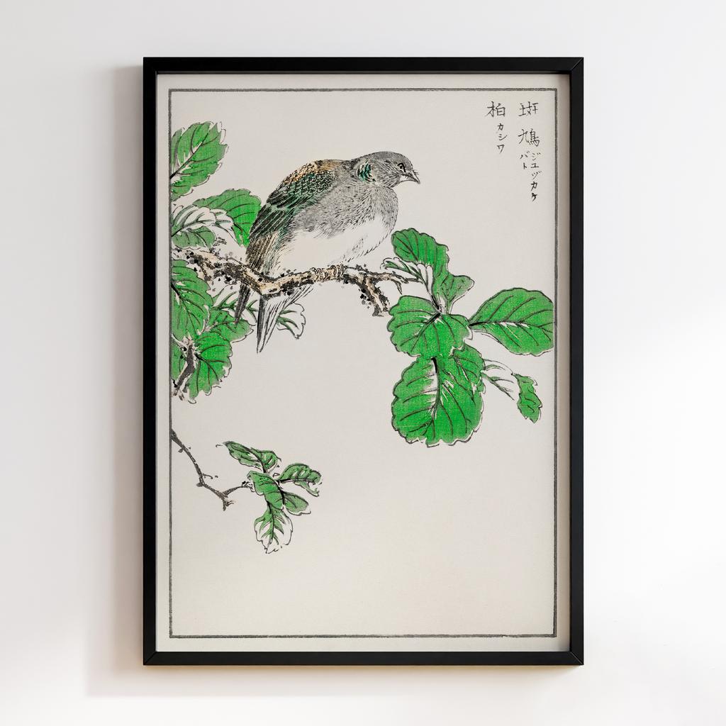 Постер Barbary Dove and Oak Tree illustration by Numata Kashu