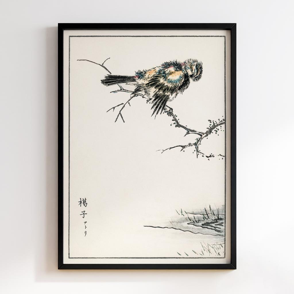 Постер Brambling illustration by Numata Kashu