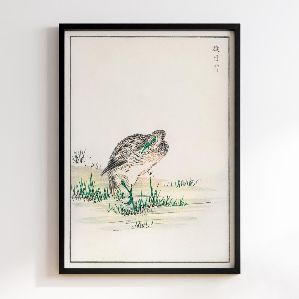 Постер Chinese Little Bittern illustration by Numata Kashu