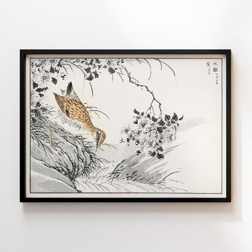 Постер Common Sandpiper and Wild Rose illustration by Numata Kashu