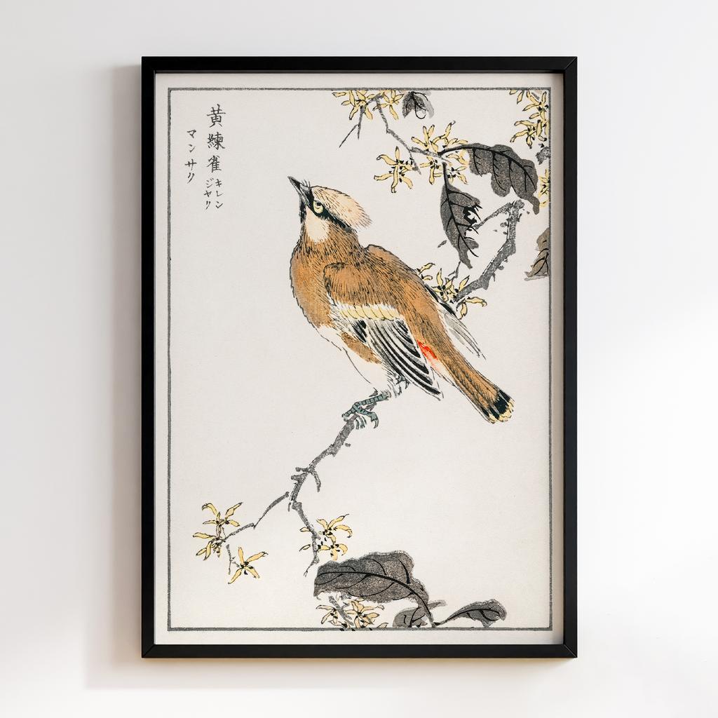 Постер Eastern Waxwing illustration by Numata Kashu