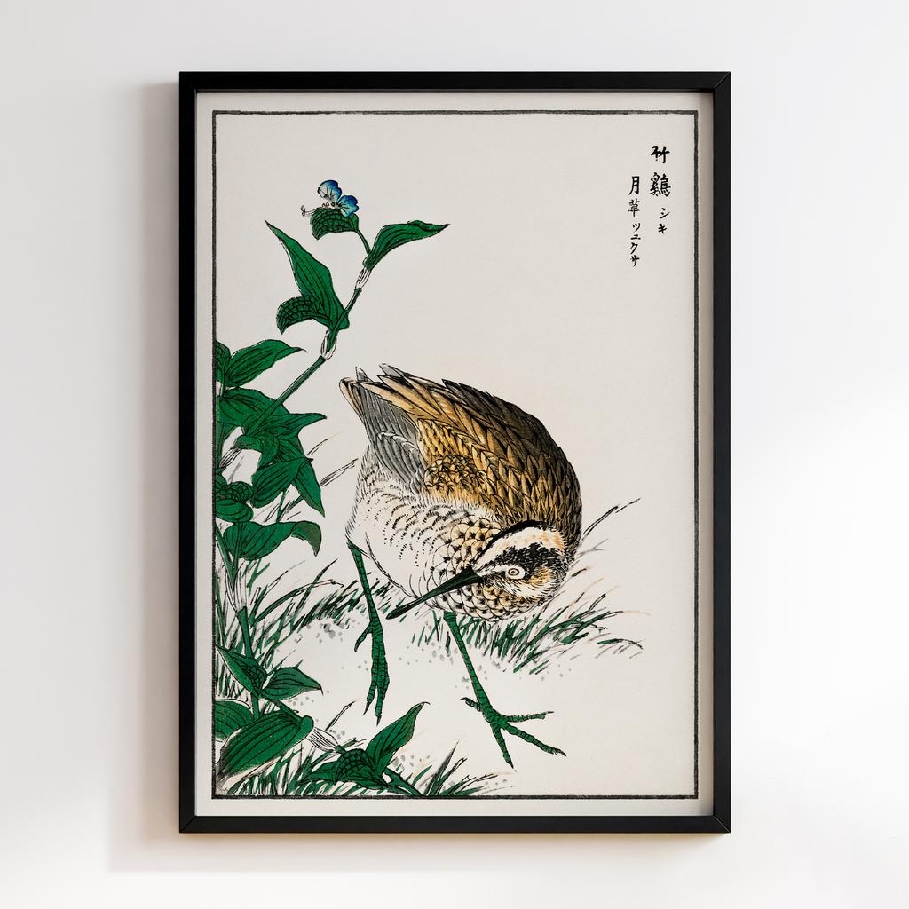 Постер Greenshank and Bupleurum Sachalinense illustration by Numata Kashu