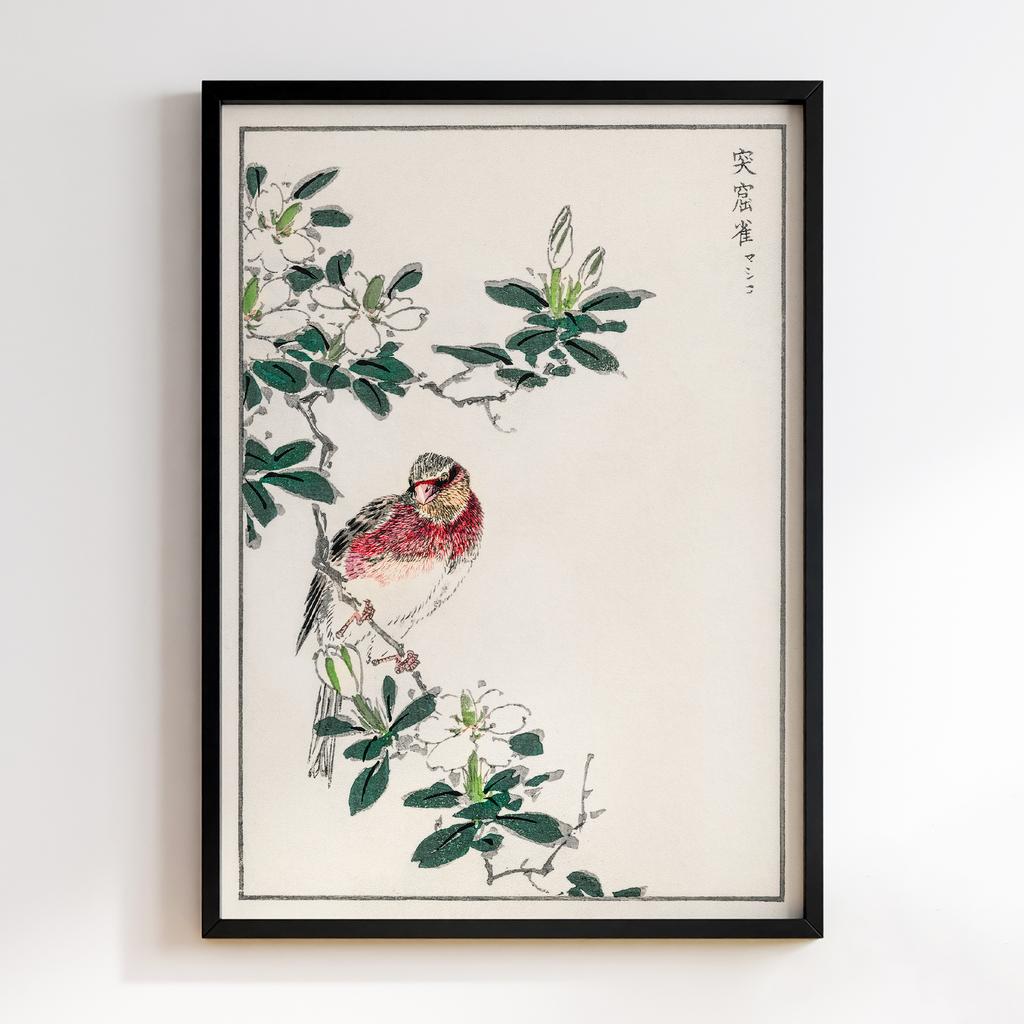 Постер Japanese Long-tailed Rosefinch illustration by Numata Kashu