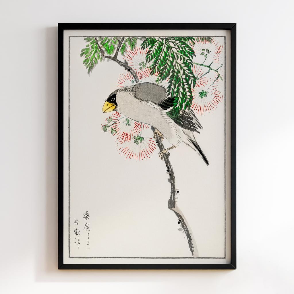 Постер Japanese Masked Hawfinch and Silk Tree illustration by Numata Kashu