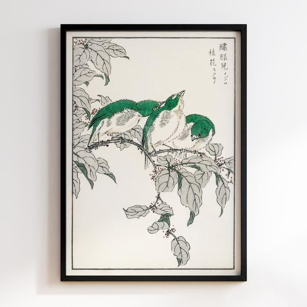 Постер Japanese White-eye and Osmanthus Fragrans illustration by Numata Kashu