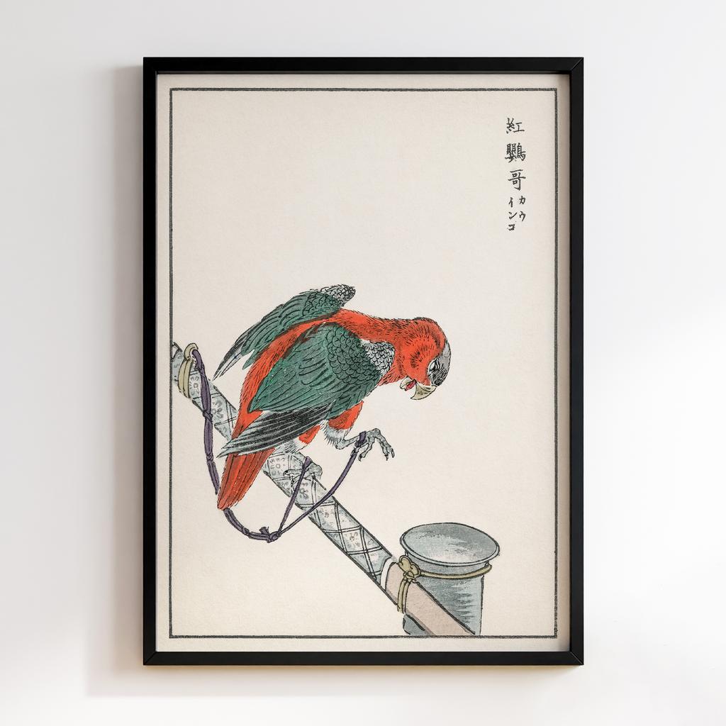 Постер Macaw illustration by Numata Kashu