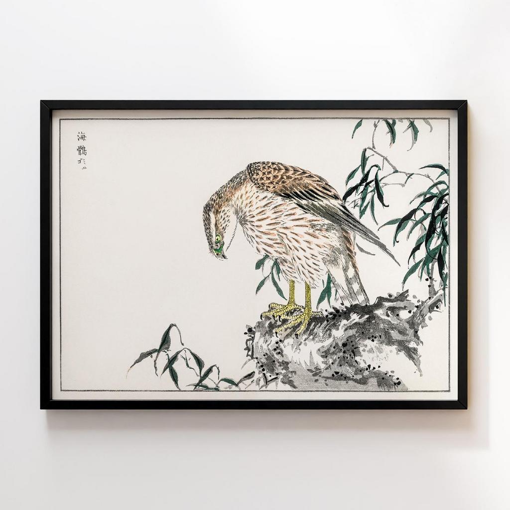 Постер Osprey illustration by Numata Kashu
